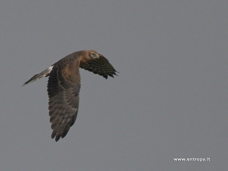 Albanella minore juv.